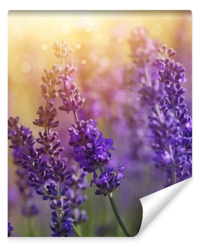 Lavender flowers