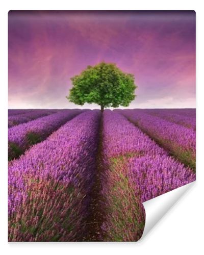 Stunning lavender field landscape Summer sunset with single tree