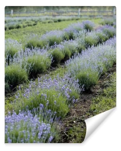 rows of purple lavender blooming on farmland