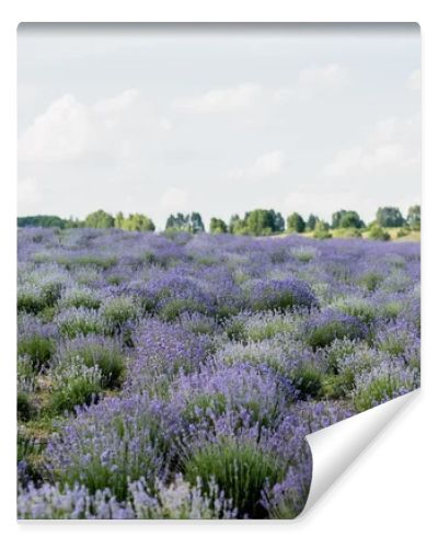 meadow with flowering lavender under cloudy sky