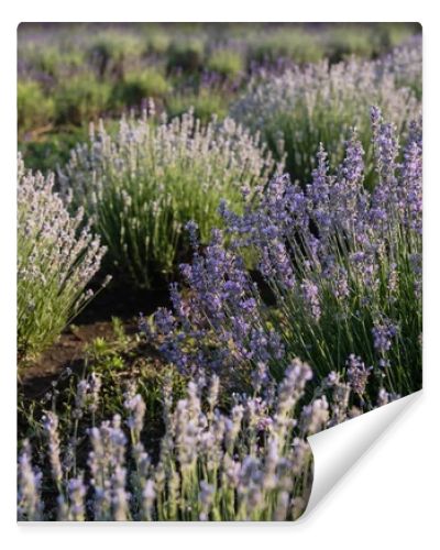 summer field with blooming lavender flowers