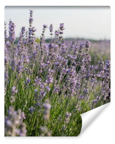 close up view of lavender blossom in summer field