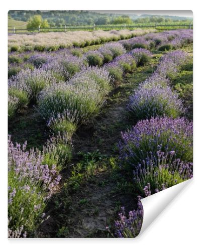 rows of violet lavender blooming in field