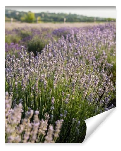 close up view of lavender flowers blossoming in meadow