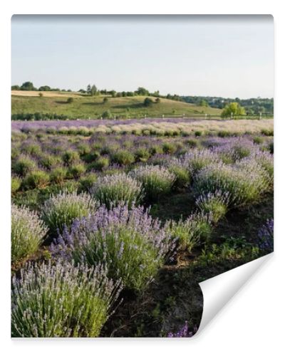 rows of blooming lavender bushes in summer field