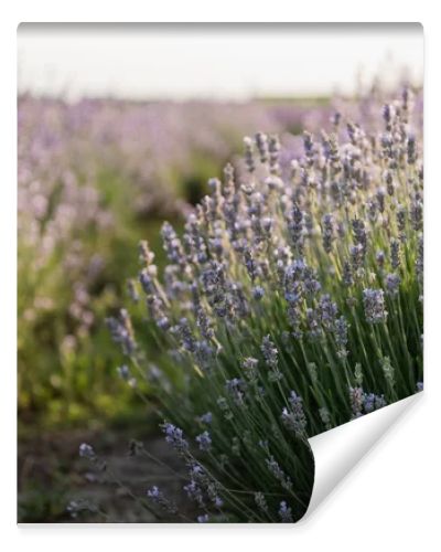 close up view of purple lavender blooming in meadow