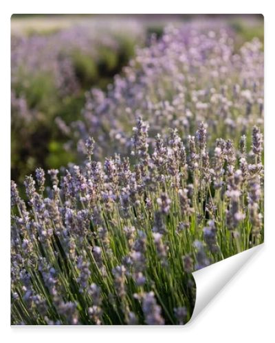 close up view of rows with flowering lavender in field