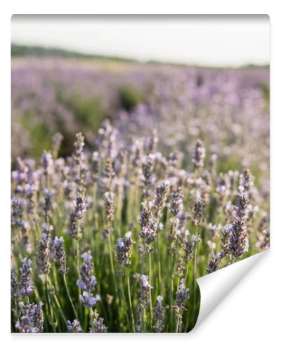 close up view of lavender flowers blooming in summer meadow