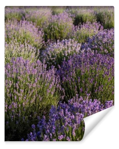 bushes of violet lavender blossoming in meadow
