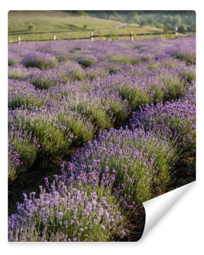 rows of flowering lavender bushes in meadow