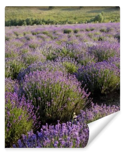 rows of lavender flowering in plant nursery