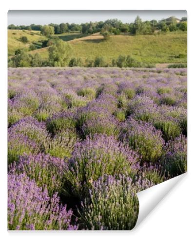 field with flowering lavender in countryside