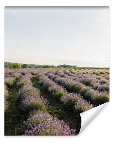 blooming lavender flowers on field in farmland