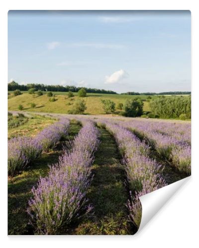 lavender bushes blooming in meadow in summer