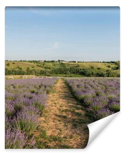 rows of flowering lavender bushes in field under blue sky