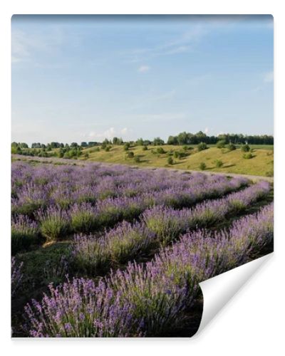 field with blossoming lavender under blue sky in farmland