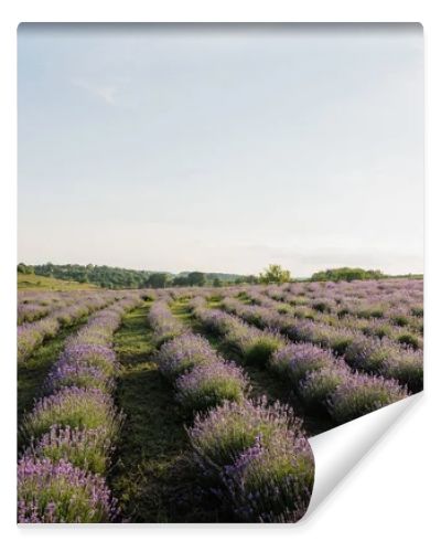 field with flowering lavender in countryside