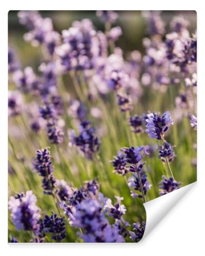 close up view of lavender plants flowering in field