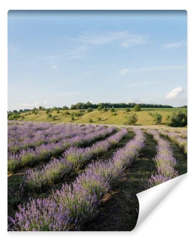 blooming lavender bushes under blue sky in farmland