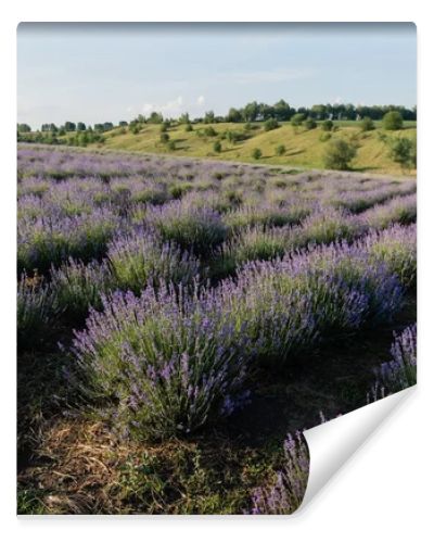 purple lavender flowers blooming on summer day