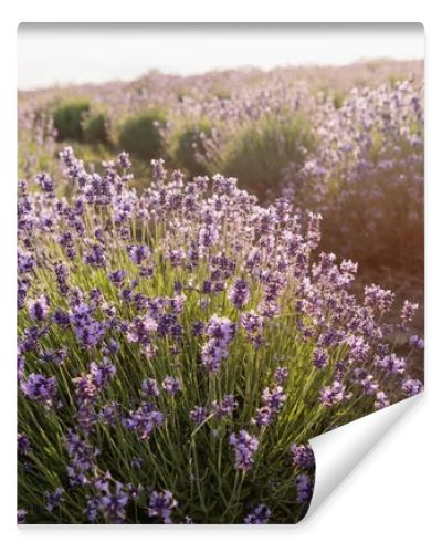 purple lavender flowers in meadow on summer day