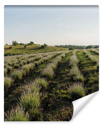 rows of lavender bushes on farmland