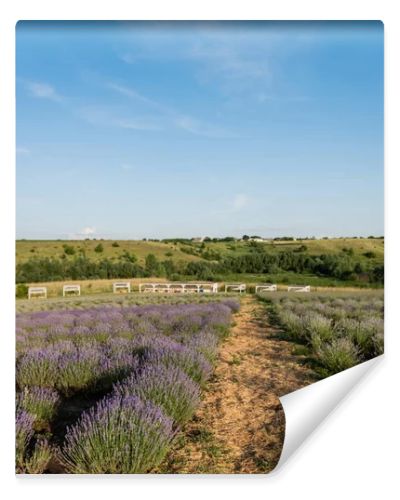 rows of flowering lavender on farmland in plant nursery