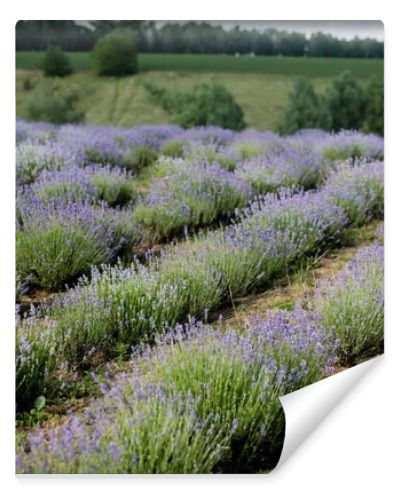 lavender bushes blooming in meadow in summer