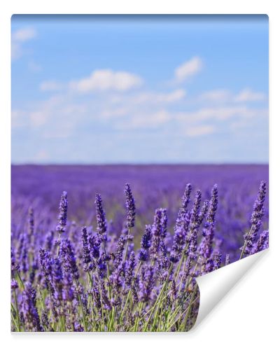 Lavender flower blooming fields horizon. Valensole Provence, Fra