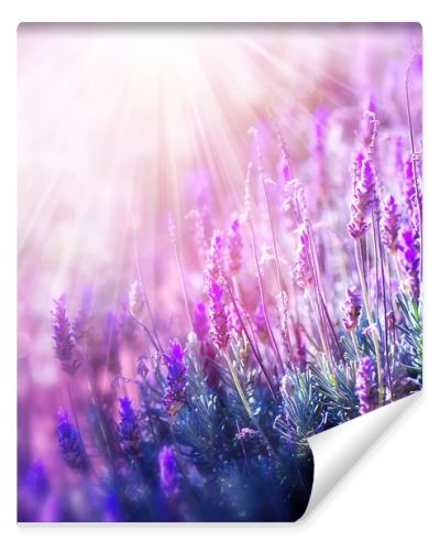 Lavender Flowers Field. Growing and Blooming Lavender