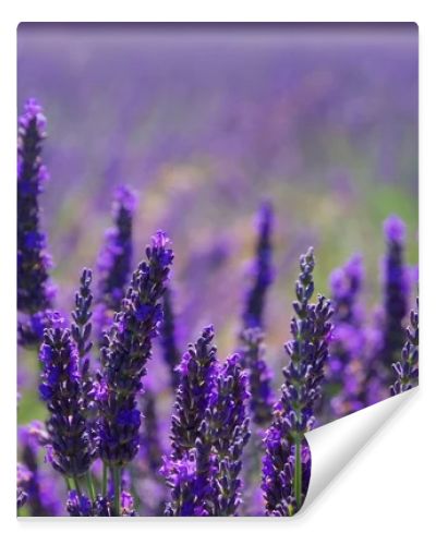 lavender field