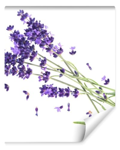 Lavender flowers isolated on white