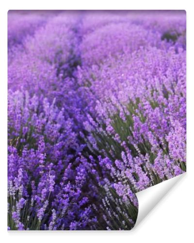 Flowers in the lavender fields.