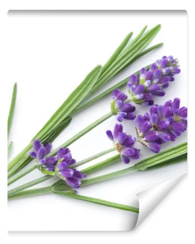 Lavender flowers isolated over white background. View from above