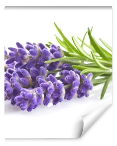 Lavender flowers