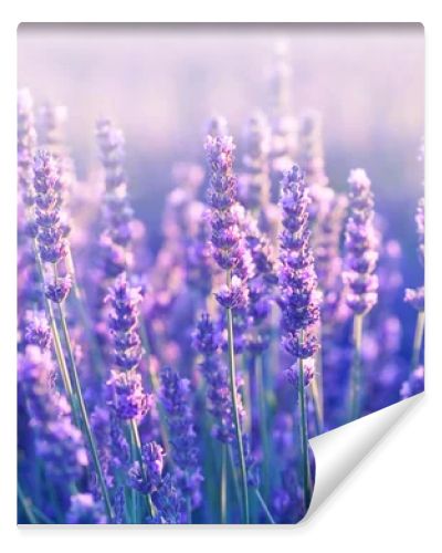 Lavender flowers