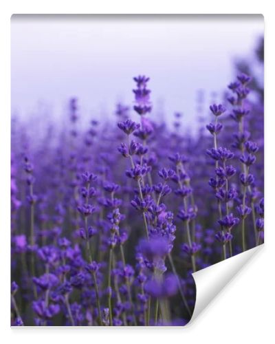 Lavender flowers in field