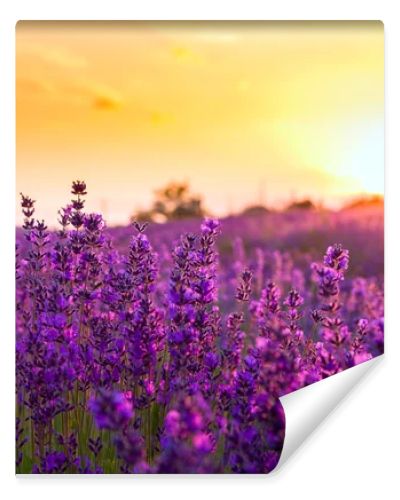 Lavender field in Tihany, Hungary