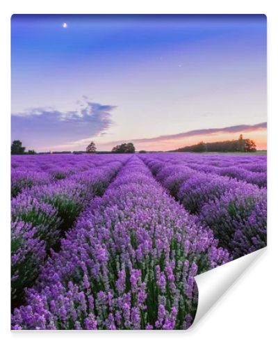 Sunrise and dramatic clouds over Lavender Field