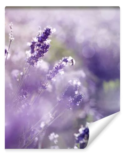 Lavender in the field