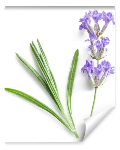 Bunch of lavandula or lavender flowers isolated on white backgro