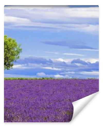 Panoramic view of lavender field with tree