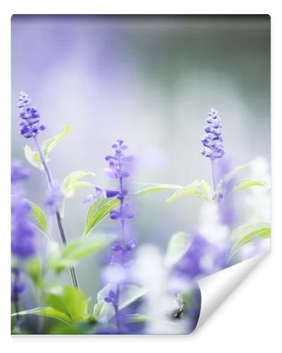 lavender flower