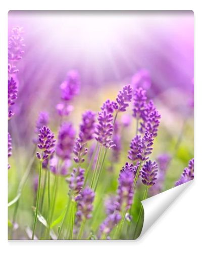 Beautiful lavender bathed in sunlight