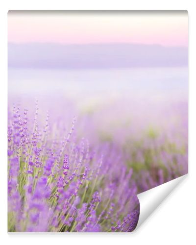 Beautiful image of lavender