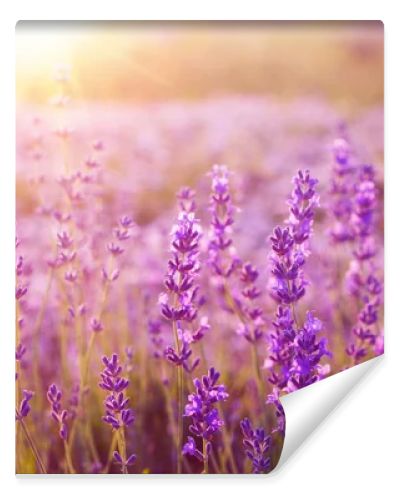 Sunset over a lavender field.