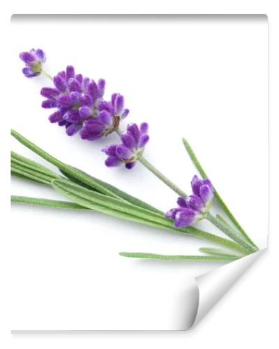 Lavender flower isolated over white background. Top view, flat lay