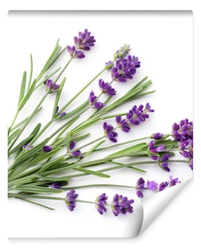 Lavender isolated on white background. Flat lay. Top view