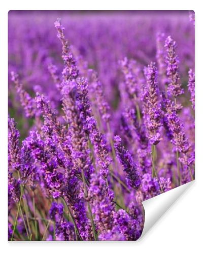 Beautiful fragrant lavender fields