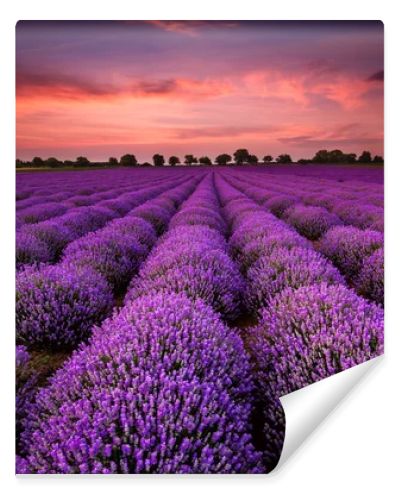 Lavender sunset